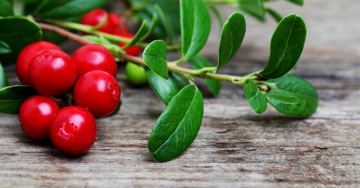 Tőzegáfonya növény piros bogyókkal – természetes megoldás felfázás és húgyúti fertőzések ellen