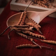 Cordyceps / Kínai hernyógomba (Ophiocordyceps sinensis)