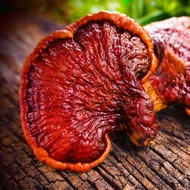 Reishi / Pecsétviaszgomba (Ganoderma lucidum)