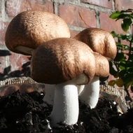Mandulagomba (Agaricus blazei Murill)