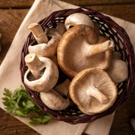 Shiitake gomba (Lentinula edodes)