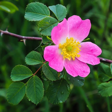 Bodorrózsa – a mediterrán gyógynövény immunerősítő és antioxidáns hatásokkal